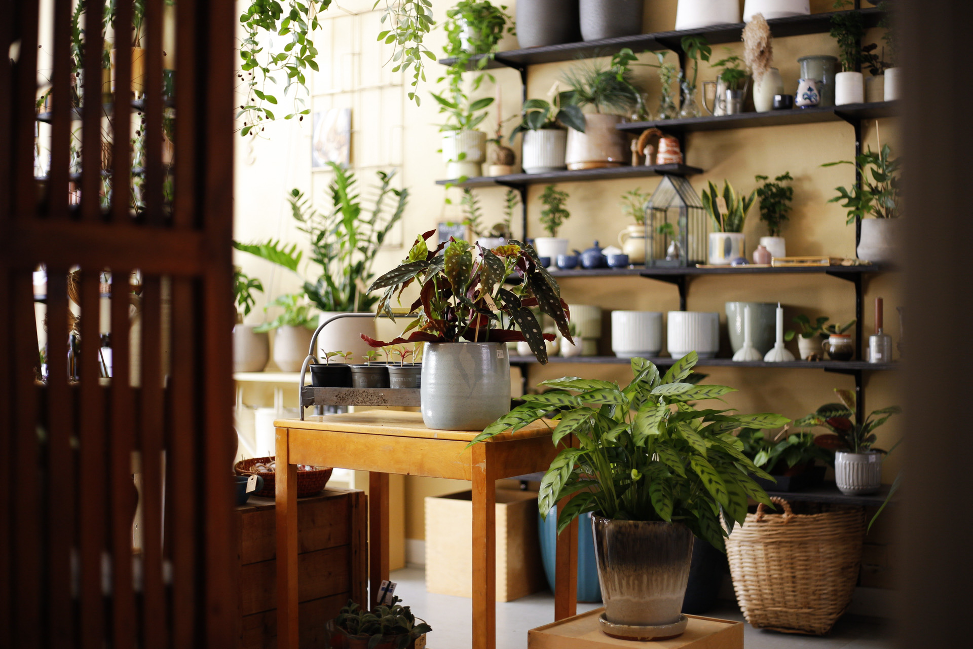Little Green Shop schatkaart den haag zeeheldenkwartier winkel planten